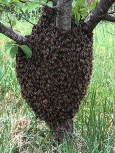 Lire la suite à propos de l’article Les abeilles